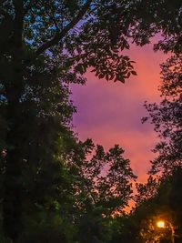 Low angle view of trees against sky