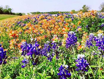 Purple flowers blooming in field