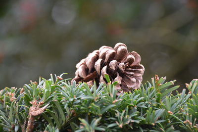 Close-up of pine cone