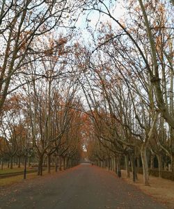 Road amidst bare trees during winter