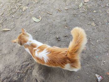 High angle view of a cat on street
