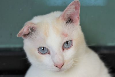 Close-up portrait of a cat