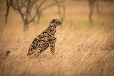 Cheetah on land