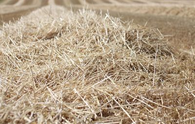 Close-up of stalks in field