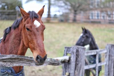 Horse in ranch