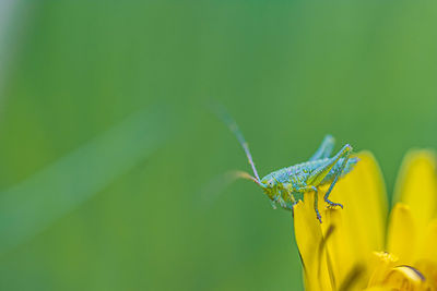 Close-up of insect on yellow flower