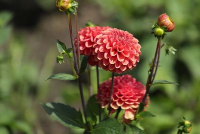 Close-up of red flowers blooming outdoors