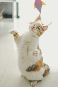 Cat sitting on floor