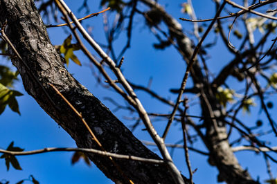 Low angle view of branches against sky