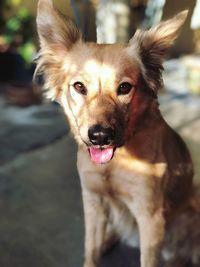 Portrait of brown dog with mouth open looking towards camera 