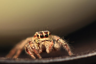 Close-up of spider