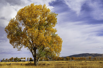 Tree on field against sky during autumn