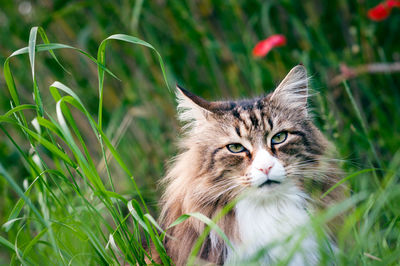 Portrait of a cat on field