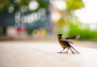 Bird perching on the floor