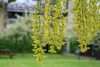 Close-up of fresh green plant