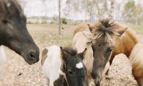 Nordic horses 