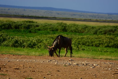 Wildebeest standing on landscape