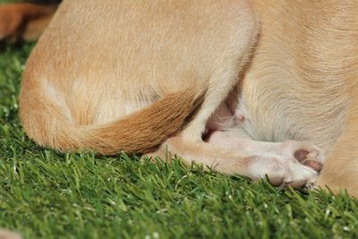 Close-up of a chihuahua 