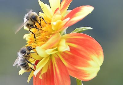 Close-up of bee pollinating on flower
