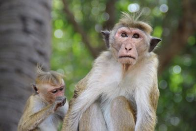 Close-up of monkey on tree