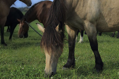 Close-up of horses grazing on field