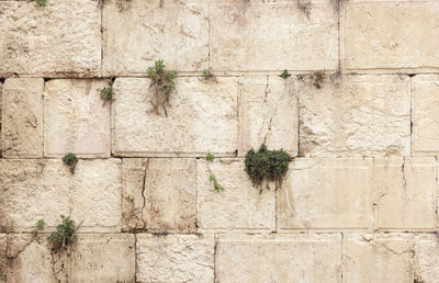 Plant growing against wall