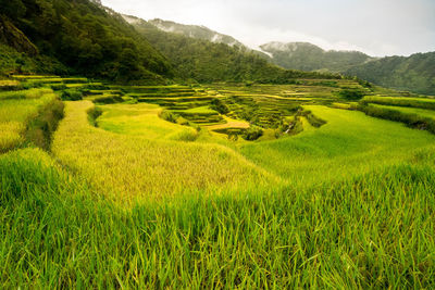 Scenic view of agricultural field