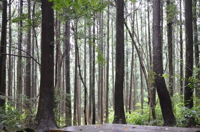 Trees in forest