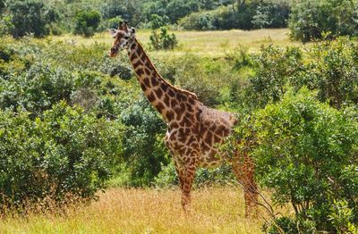 Giraffe in a field