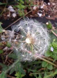 Close-up of dandelion flower