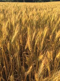 Close-up of wheat field