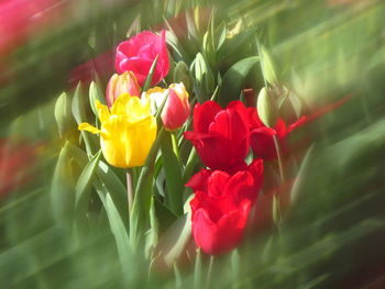 Close-up of red tulips