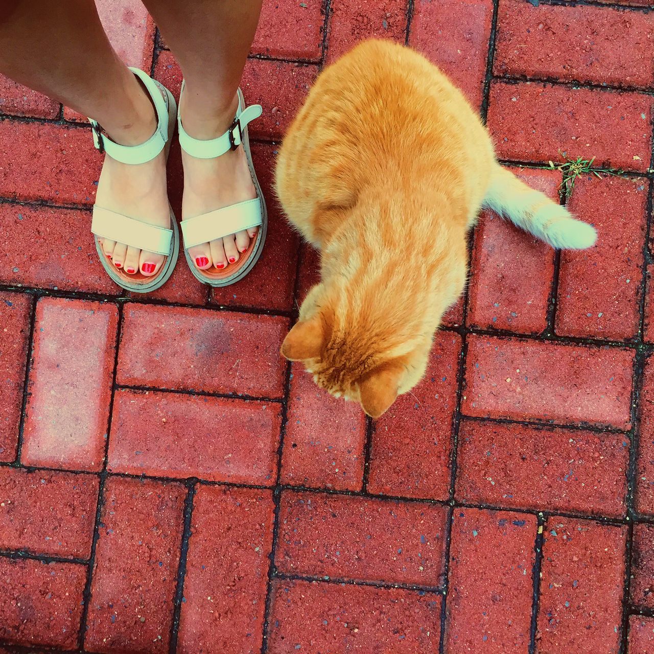 low section, animal themes, one animal, pets, domestic animals, person, high angle view, dog, shoe, mammal, standing, relaxation, sitting, red, cobblestone, street, sidewalk