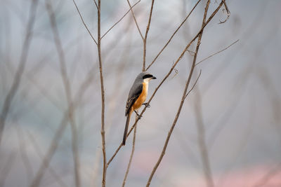 Close-up of bird perching on branch