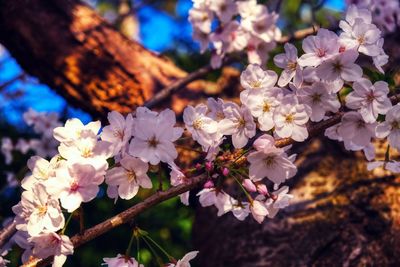 Close-up of cherry blossoms on tree