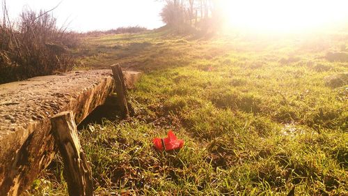 Sun shining through trees in field