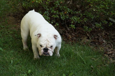 Close-up of dog on grass