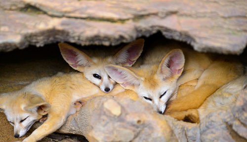 Close-up of mammals relaxing outdoors