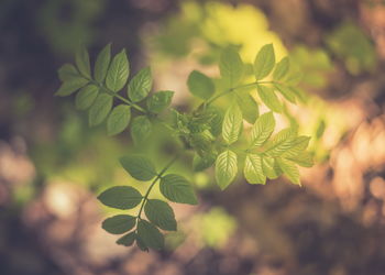 Close-up of plant