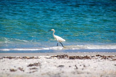 Bird on beach