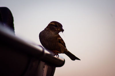 Close-up of bird perching on the sky