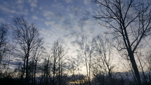 Low angle view of bare trees in forest