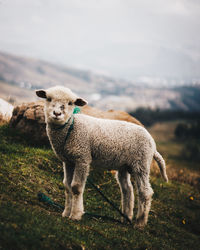 Sheep standing on field