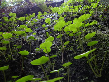 Close-up of fresh green plant in field