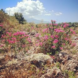 Flowers growing on landscape against sky