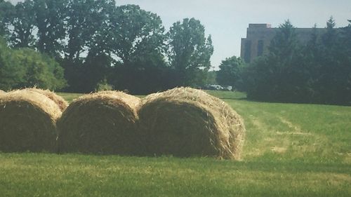 Hay bales on grassy field