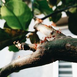 Close-up of insect on branch