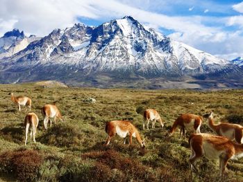 Vicunas grazing on field against mountains