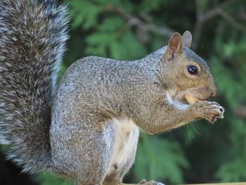 Closeup of a squirrel eating a peanut