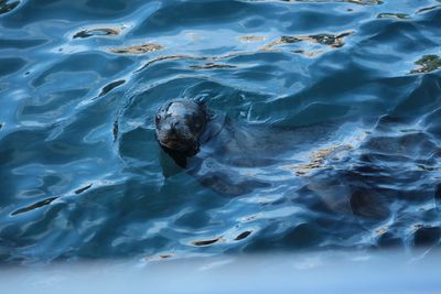 High angle view of turtle in sea